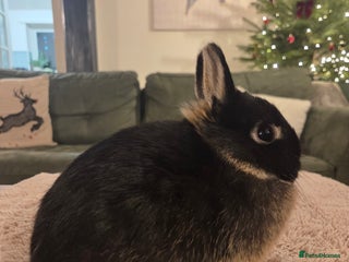Netherland Dwarf rabbits Pure Netherland Dwarf READY TO LEAVE! - Advert 4
