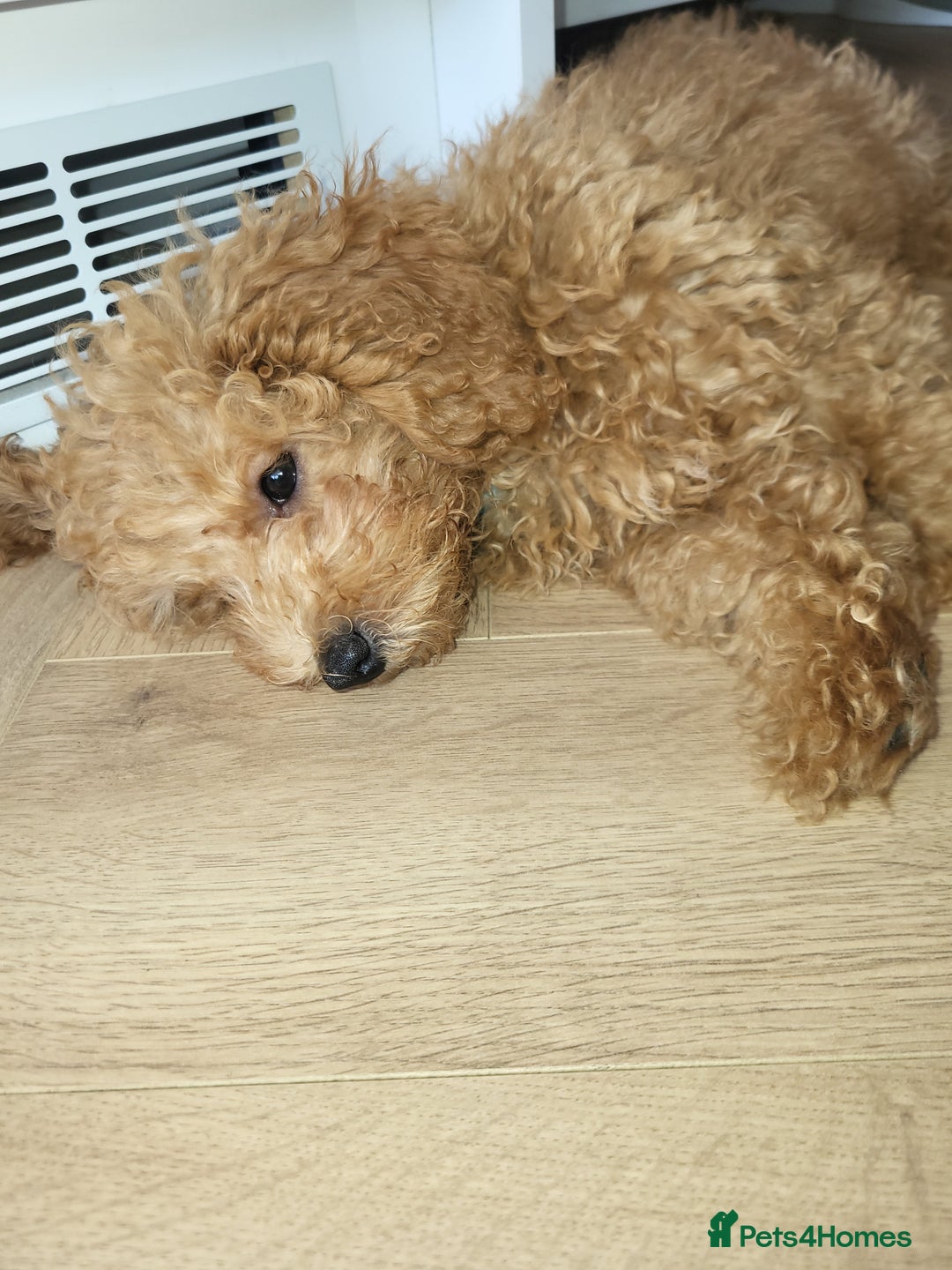 Maltipoo dogs for sale: Maltipoo  - Image 6