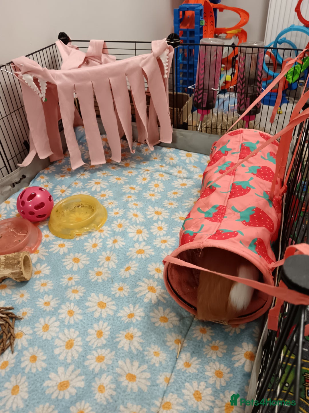 Guinea Pig rodents for sale: Guinea pigs - Advert 5