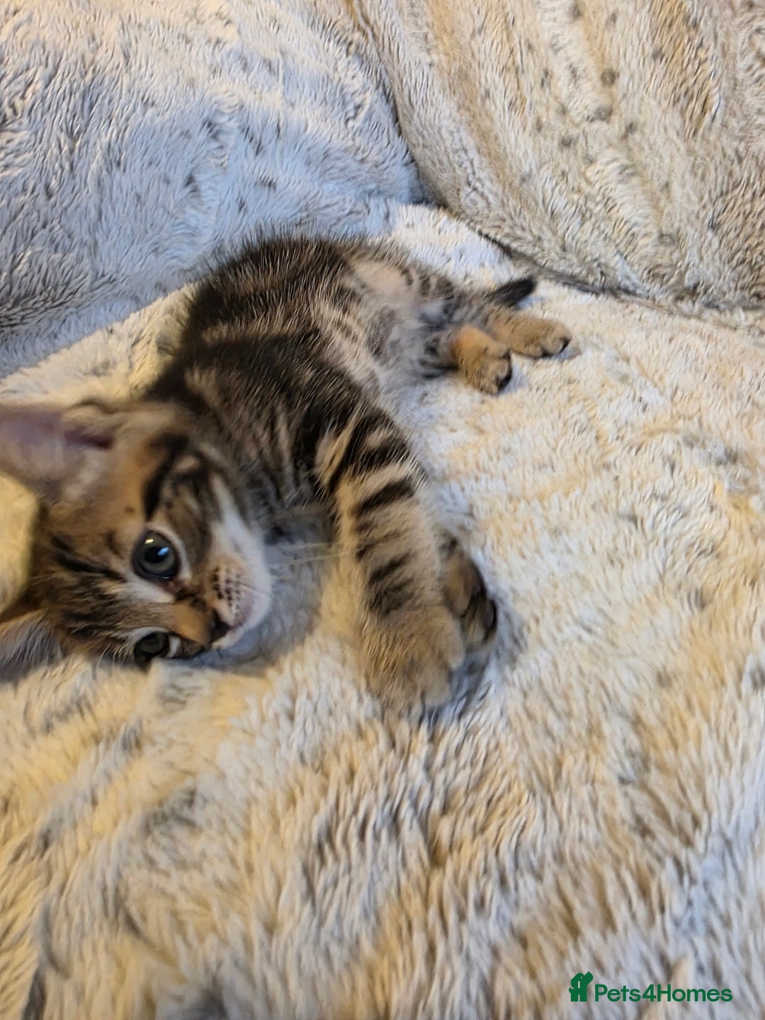 Mixed Breed cats for sale: 2 Male Stripy Kitten's - Advert 15
