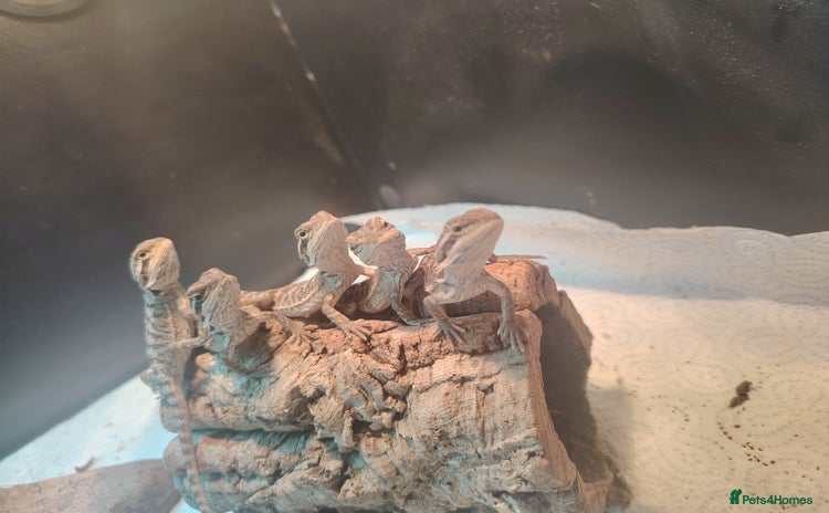 Bearded Dragon reptiles - Advert 2