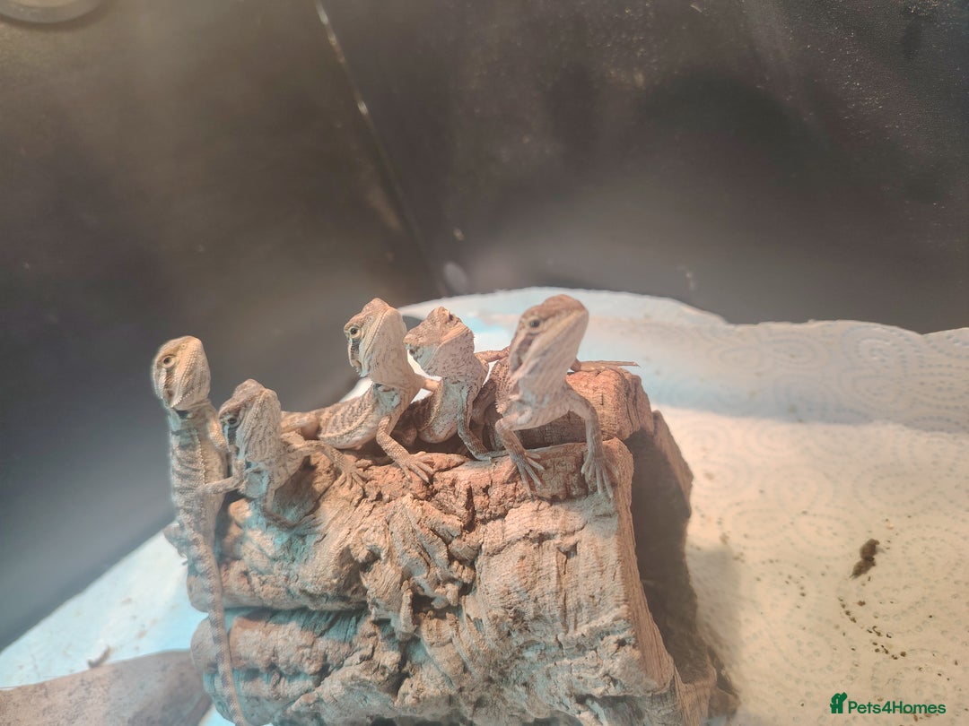 Bearded Dragon reptiles for sale: Baby bearded dragon  - Image 1