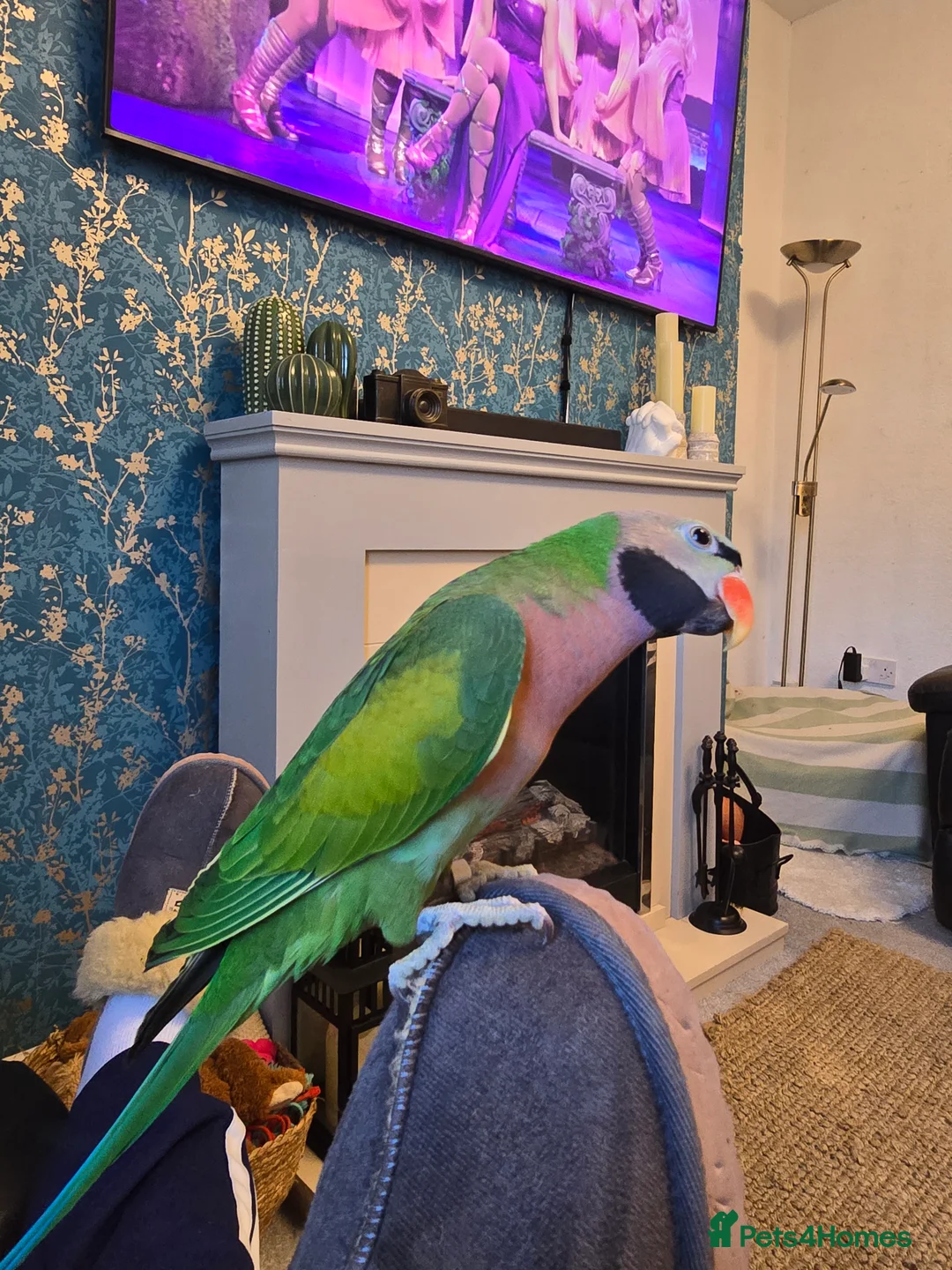 Parrots birds for sale: "Sky and Bandit" please read whole ad! - Advert 1