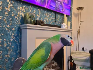 Parrots birds "Sky and Bandit" please read whole ad! - Advert 1