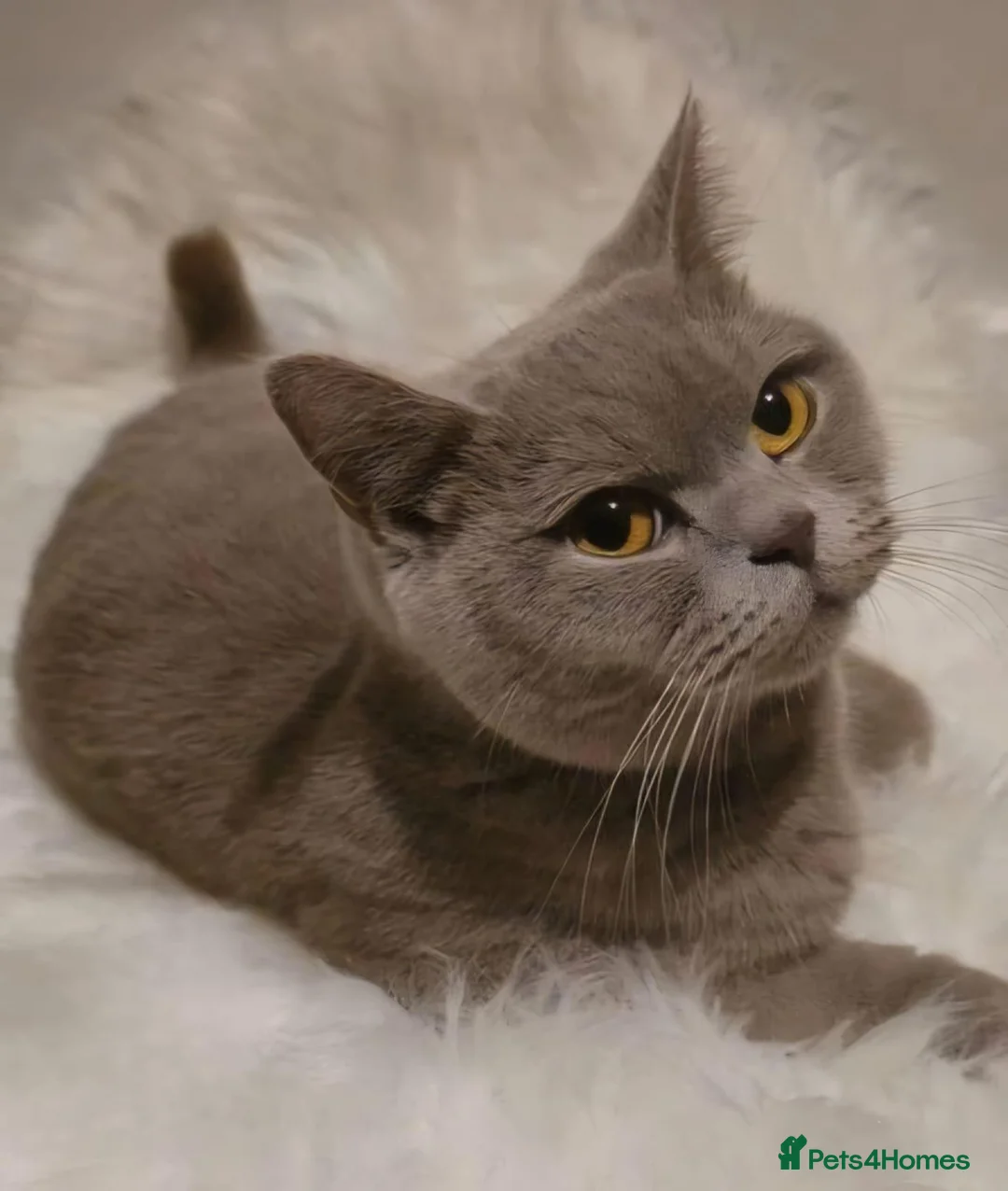 British Shorthair cats for sale: Gorgeous lilac british shorthaired girl  - Advert 1