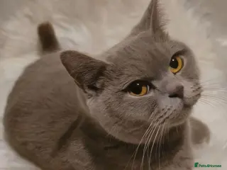 British Shorthair cats Gorgeous lilac british shorthaired girl - Advert 1