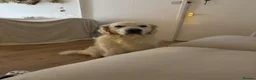 Golden Retriever dogs for stud: Golden retriever for stud  in Kilbirnie - Advert 2