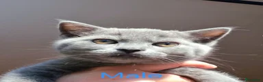 British Shorthair 1