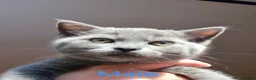 British Shorthair cats for sale: British Shorthair kittens  - Advert 6