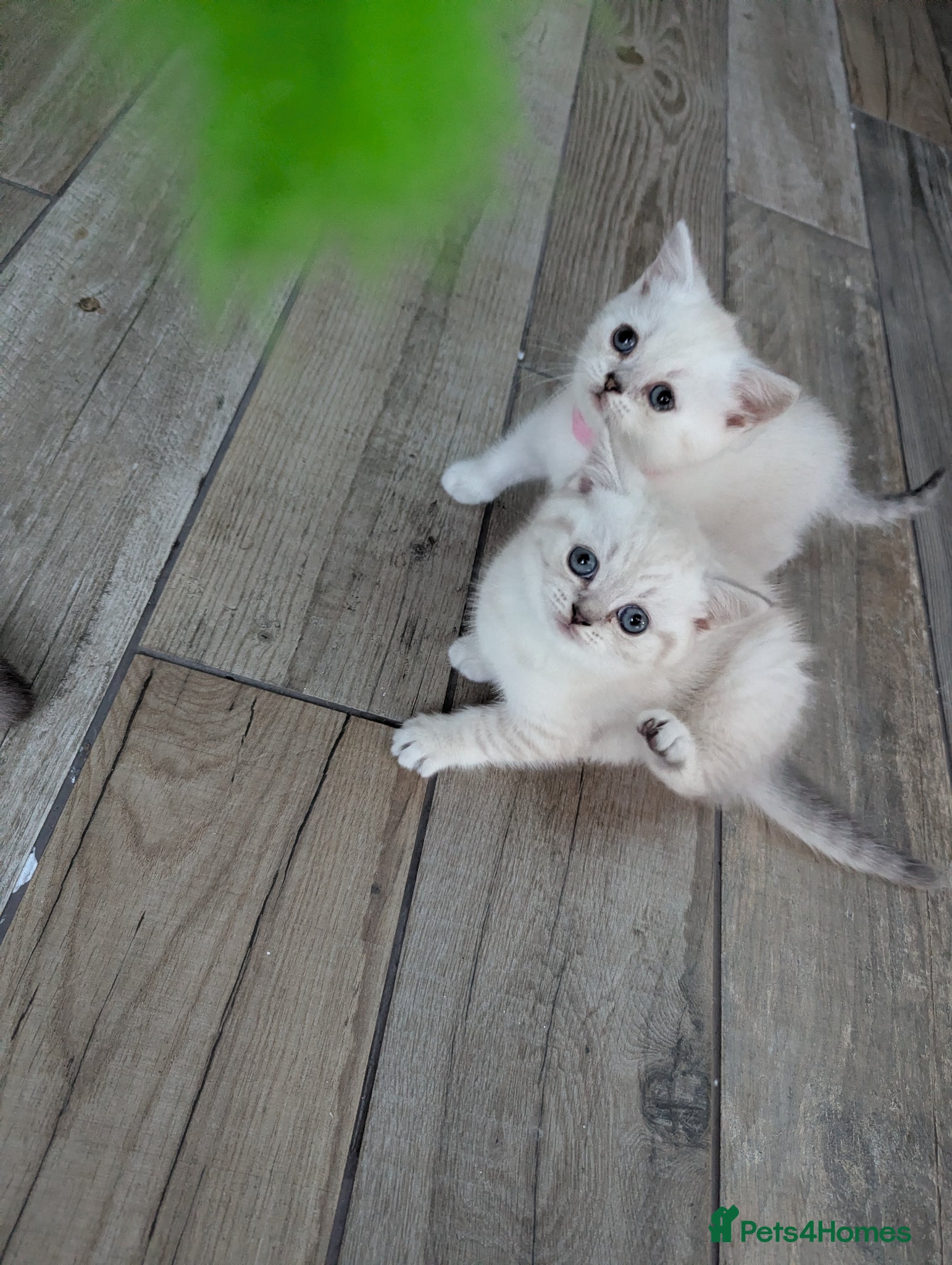 British Shorthair cats Beautiful British shorthair kittens - Advert 1