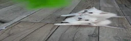 British Shorthair cats for sale: Beautiful British shorthair kittens - Advert 12