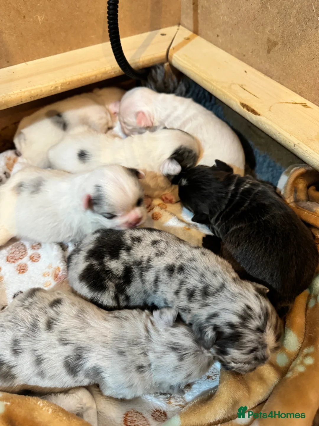 French Bulldog dogs for sale: French bulldogs all visual fluffys - Advert 22