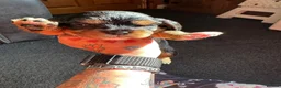 Cavalier King Charles Spaniel dogs for sale: Adorable babies - Advert 7