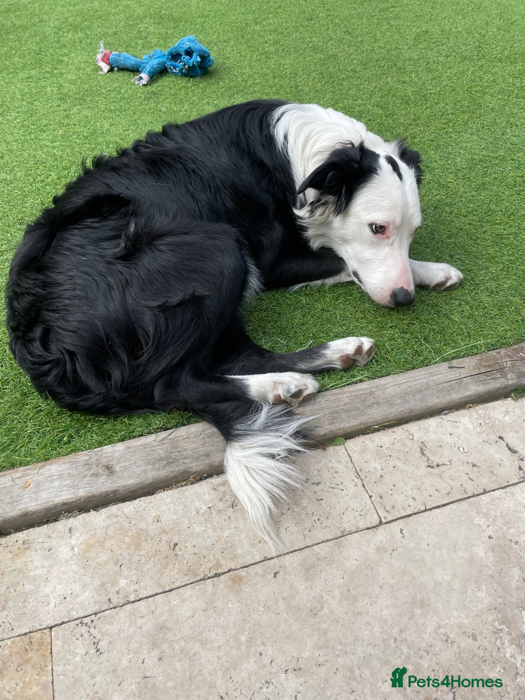 Border Collie dogs for sale: Border Collie  - Image 7