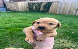 Labrador Retriever dogs for sale: Beautiful fox red Labrador pups 🐶  - Image 27