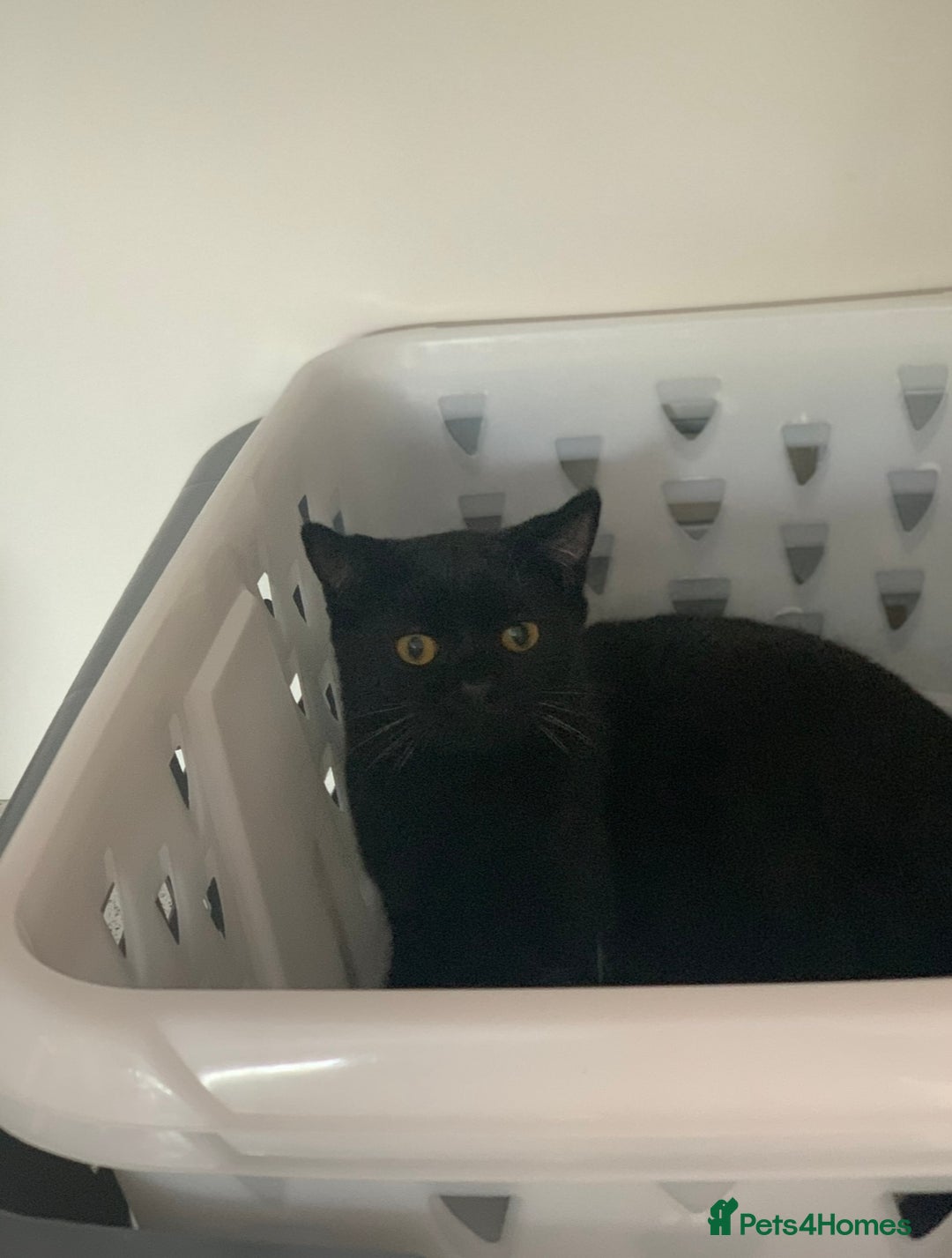 Ragdoll cats for sale: 🐾 Beautiful 4-YearOld Chocolate British Shorthair - Image 5