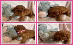 Irish Doodle dogs for sale: Gorgeous Miniature F1 Irish Doodles - Image 10