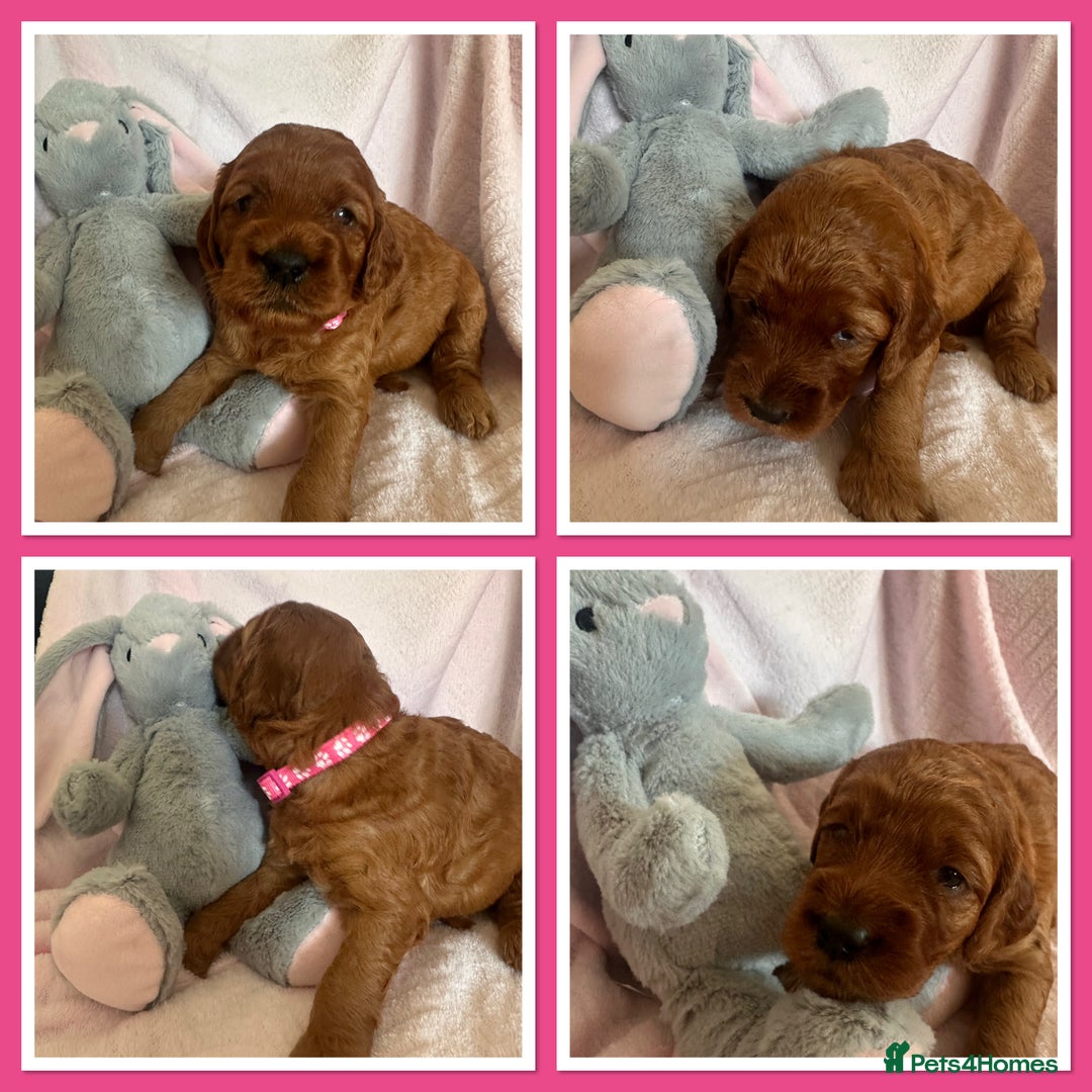 Irish Doodle dogs for sale: Gorgeous Miniature F1 Irish Doodles - Image 10