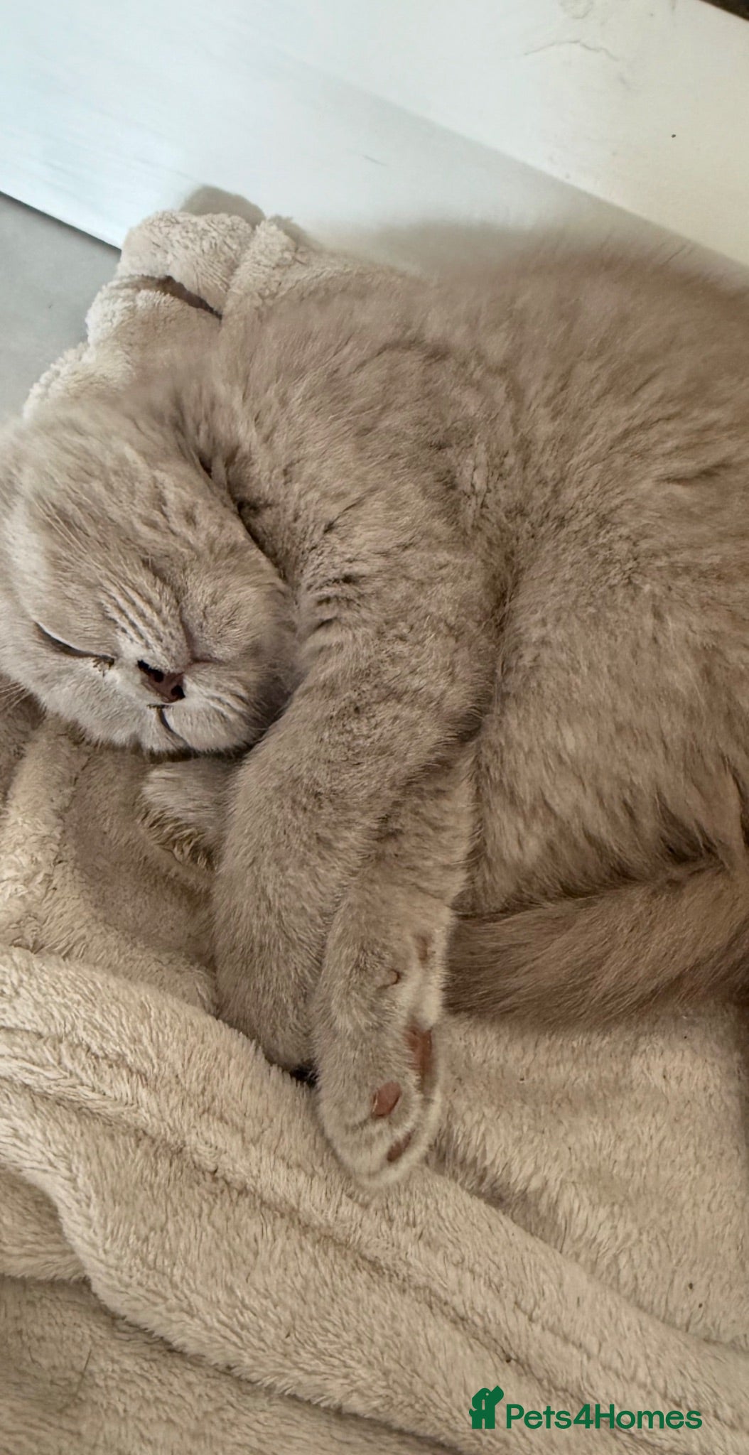 British Shorthair cats BSH Fawn & Lilac, Chocolate , Ready now  😻😻 - Advert 1