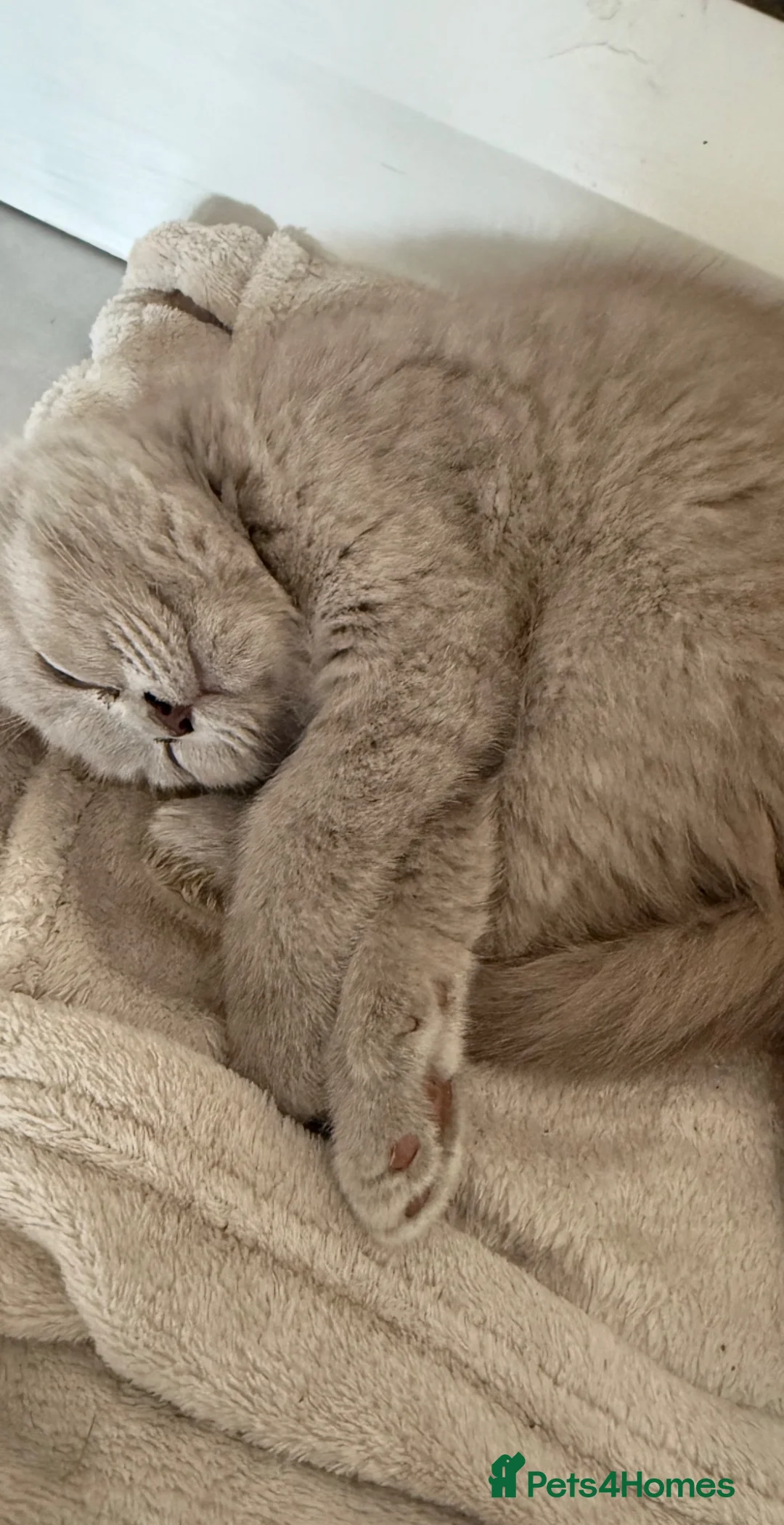 British Shorthair cats for sale: BSH Fawn & Lilac, Chocolate , Ready now  😻😻 - Advert 1