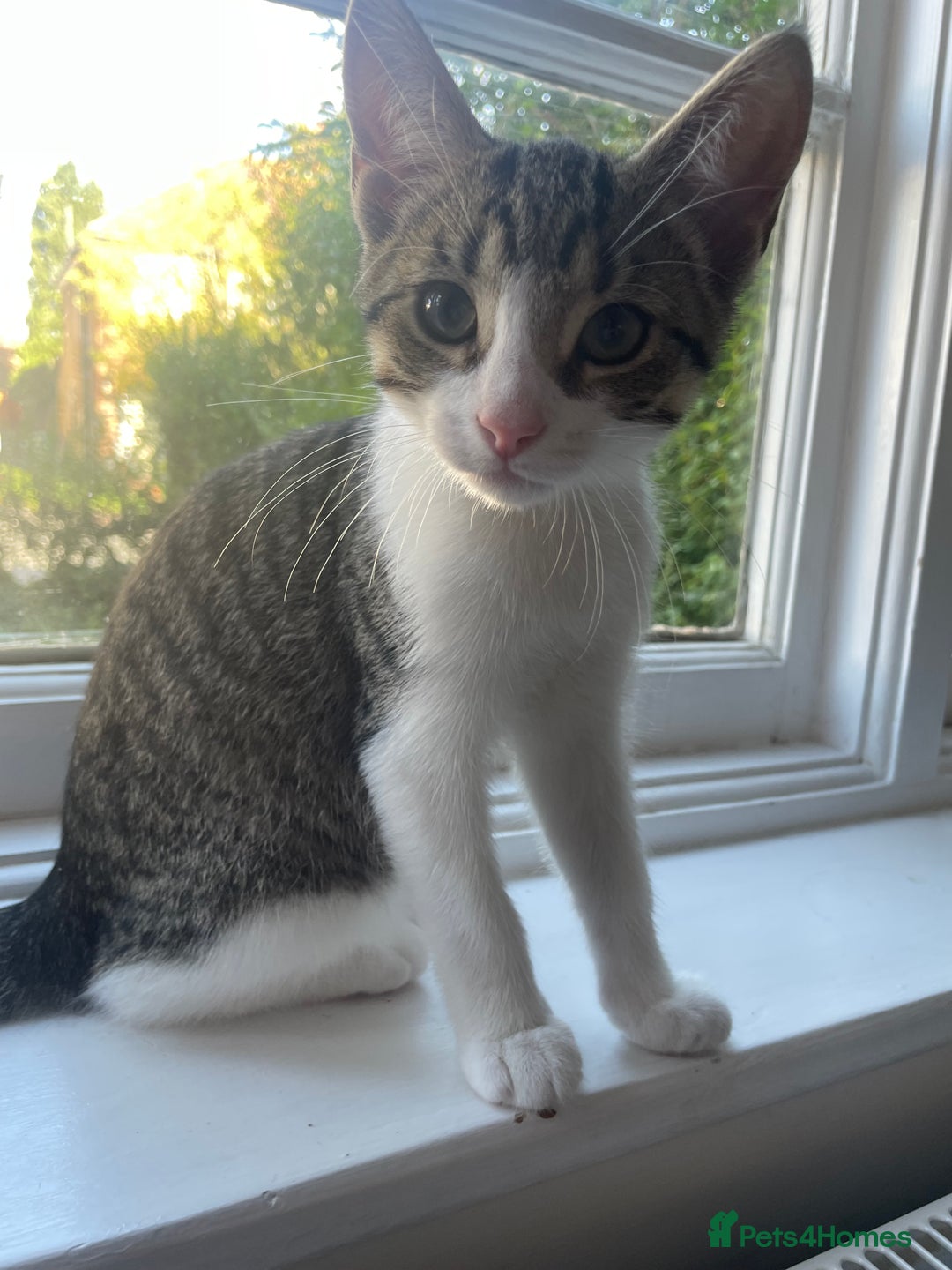 Domestic Shorthair cats for sale: Cute friendly kittens - 2 left - Image 1