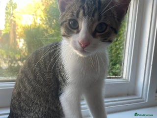 Domestic Shorthair cats - Advert 22