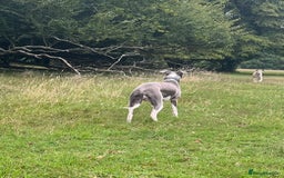 Whippet dogs for stud: Proven KC Blue and White Whippet for Stud - Image 3