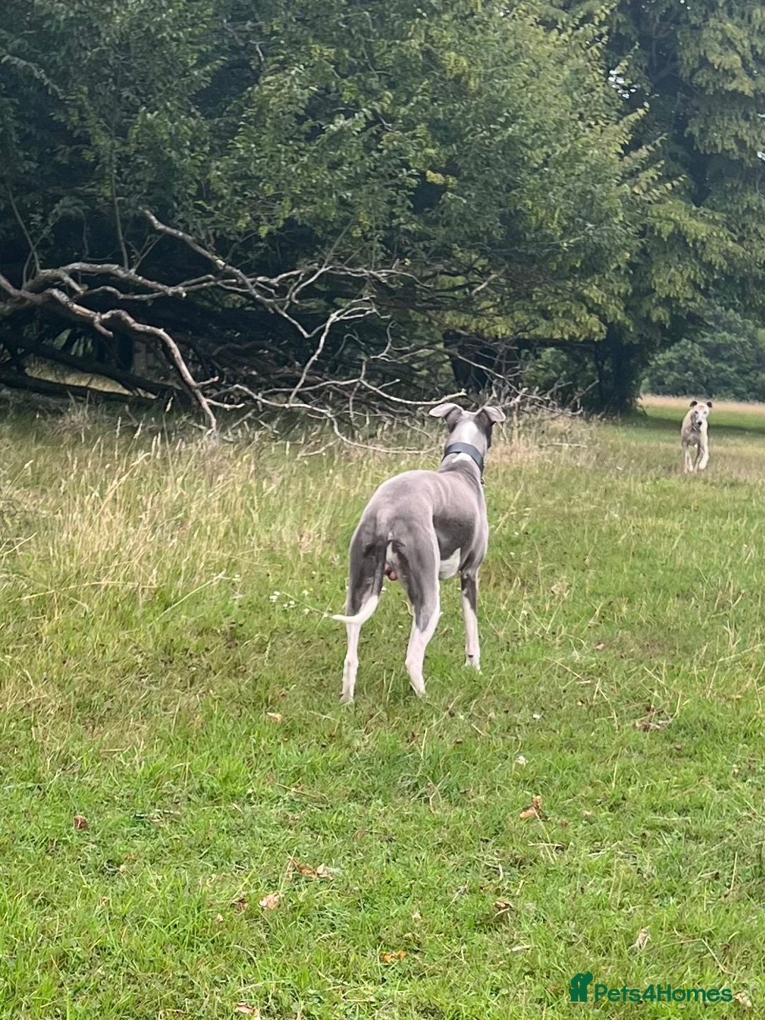 Whippet dogs for stud: Proven KC Blue and White Whippet for Stud - Image 3