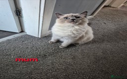 Ragdoll cats for sale:  🐾✨ Ragdoll Kittens! ✨🐾  - Image 7