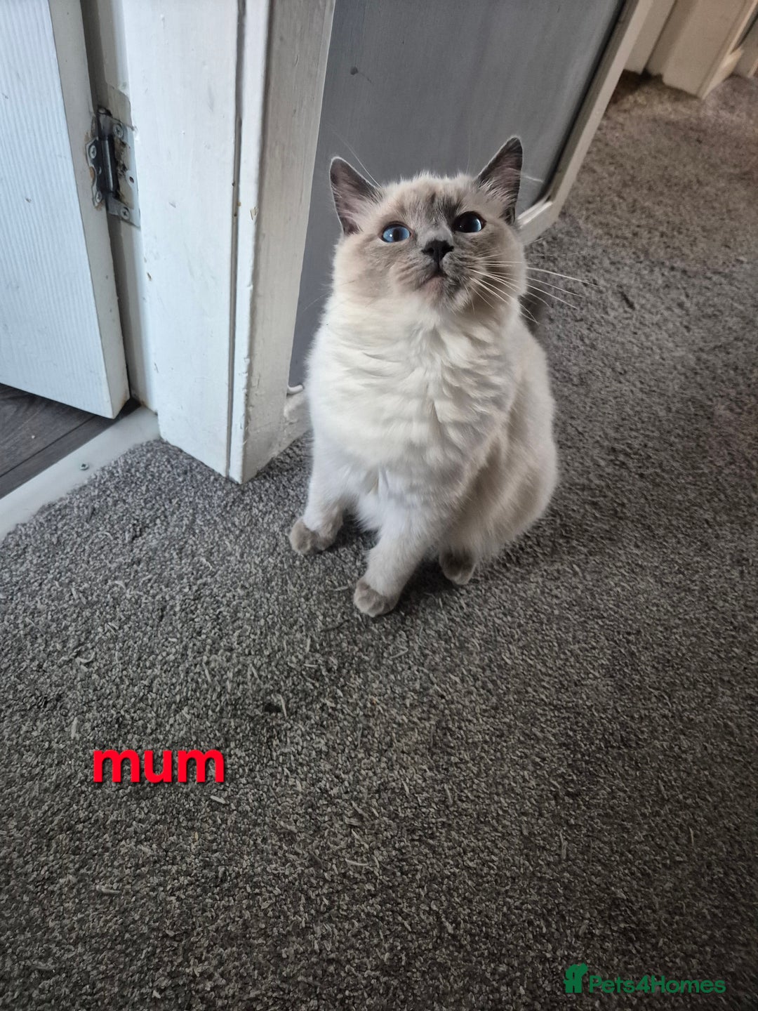 Ragdoll cats for sale:  🐾✨ Ragdoll Kittens! ✨🐾  - Image 7