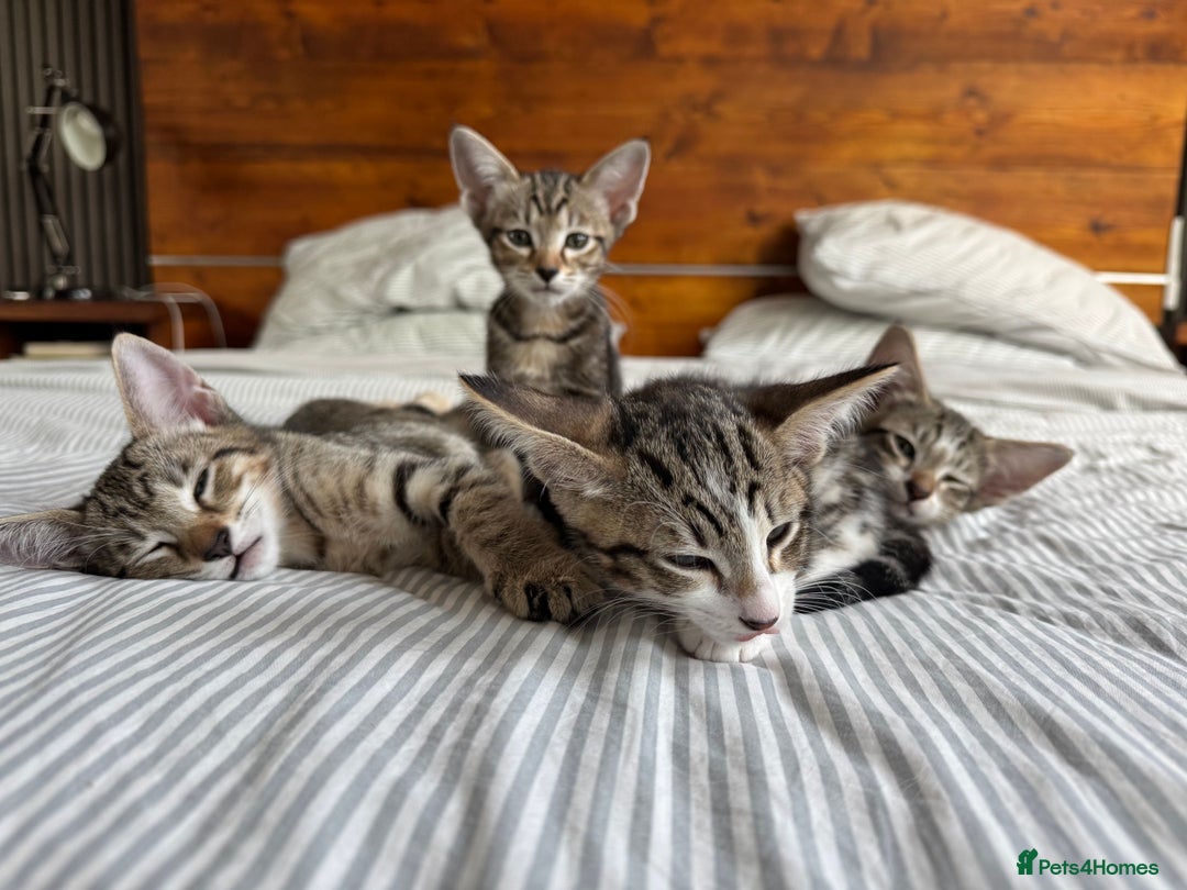 Siamese cats for sale: Siamese-Tabby Mix Kittens Available from 17th Sept - Image 11