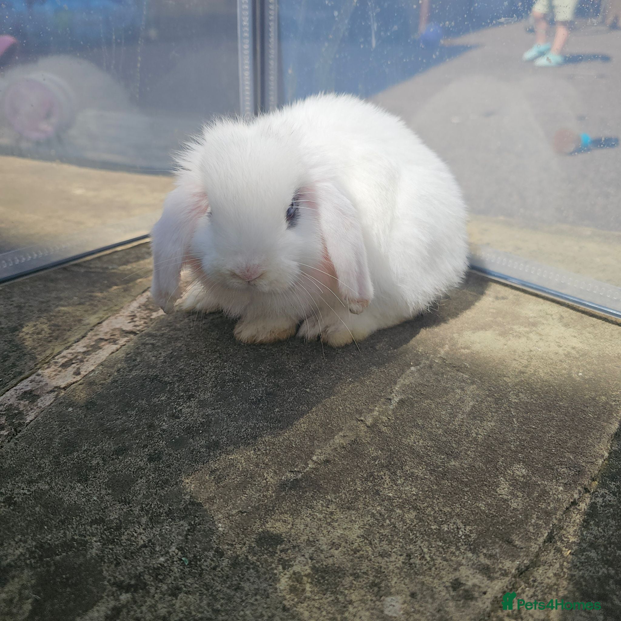 Mini Lop rabbits Pure white mini lops  - Advert 1