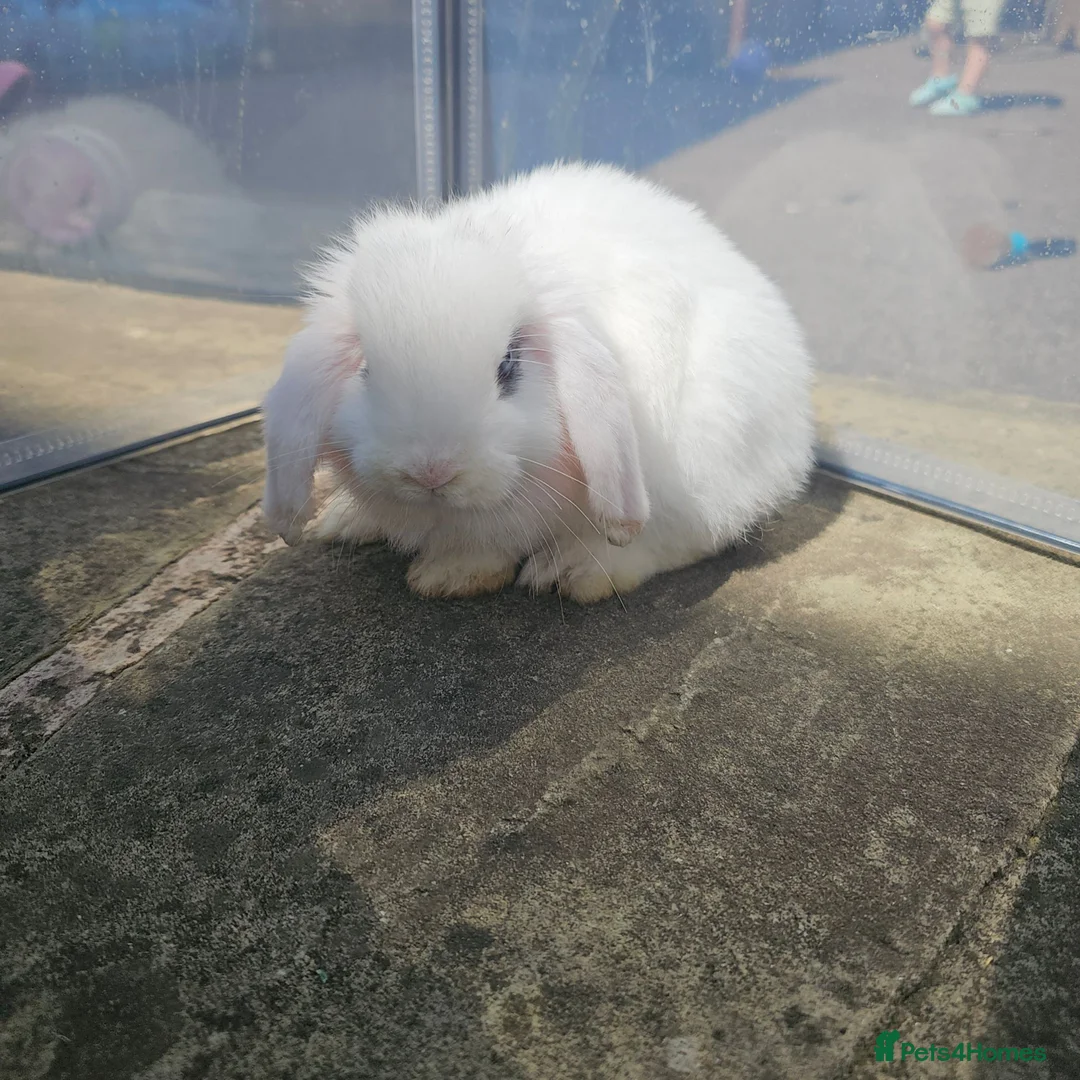 Mini Lop rabbits for sale: Pure white mini lops  in Cleckheaton - Advert 1