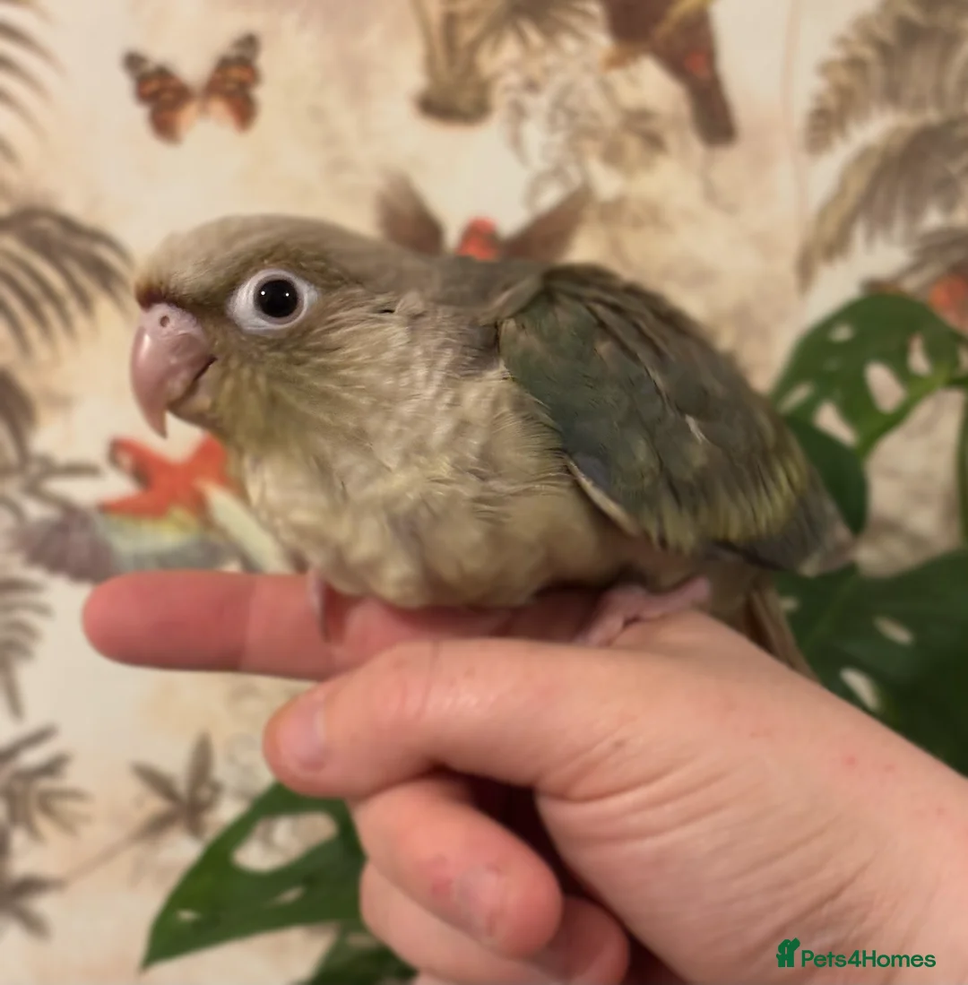 Conures birds for sale: hand reared green cheek conures. - Advert 2