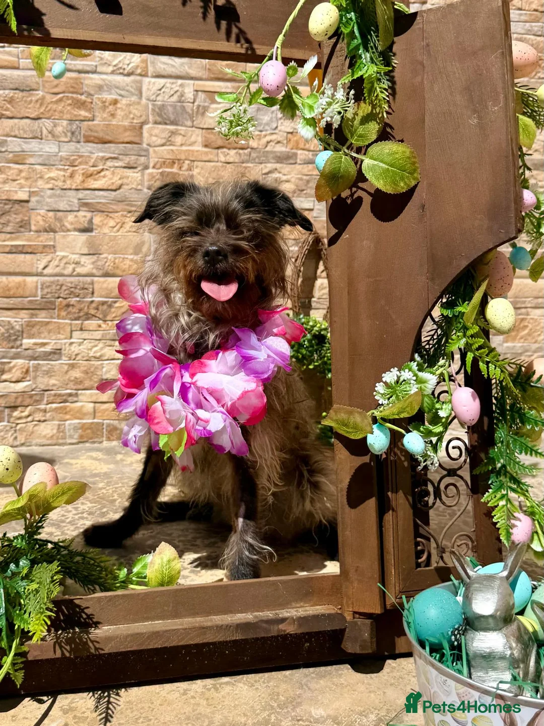 Mixed Breed dogs for adoption: Katinka - Advert 1