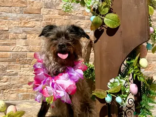 Mixed Breed dogs for adoption: Katinka - Advert 1