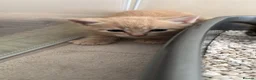 Mixed Breed cats for sale: Ginger male kitten - Advert 3