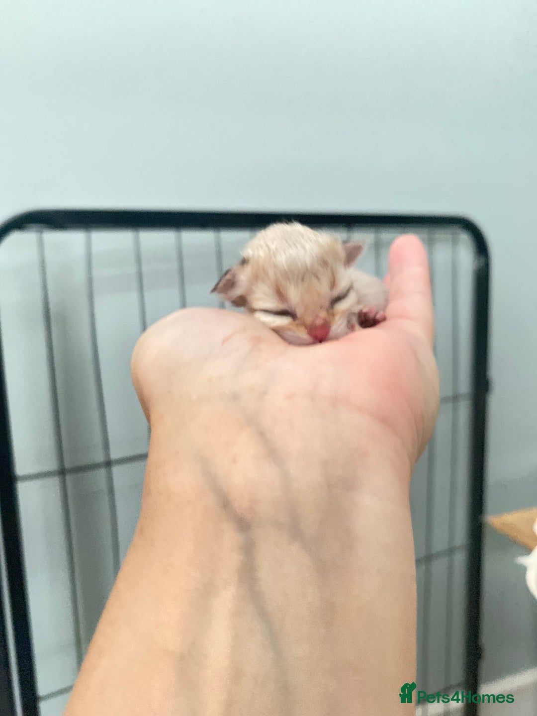 British Longhair cats for sale: 🐾🤩❤️Gold Angels - tiny stars 🐾❤️🐱 - Image 2