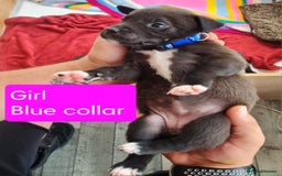 Mixed Breed dogs for sale: Beautiful litter of labrastaffs/staffadors - Image 11