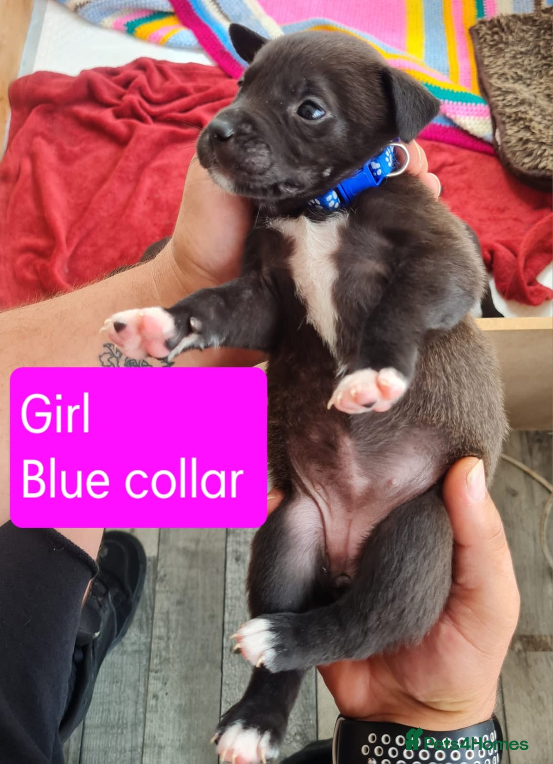 Mixed Breed dogs for sale: Beautiful litter of labrastaffs/staffadors - Image 11