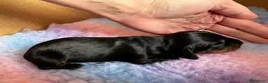 Miniature Dachshund Puppy 4