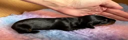 Miniature Dachshund dogs for sale: Miniature Dachshund Puppies – Ready From 4th July - Advert 7