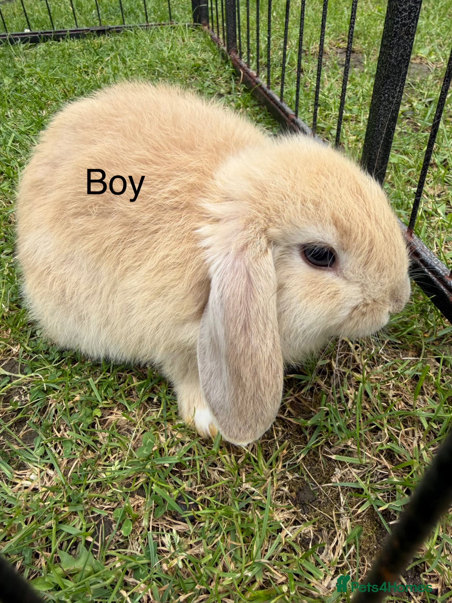 Mixed Breed rabbits Baby rabbits  - Advert 1