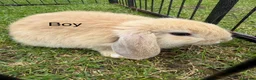 Mixed Breed rabbits for sale: Baby rabbits  in Chelmsford - Advert 1