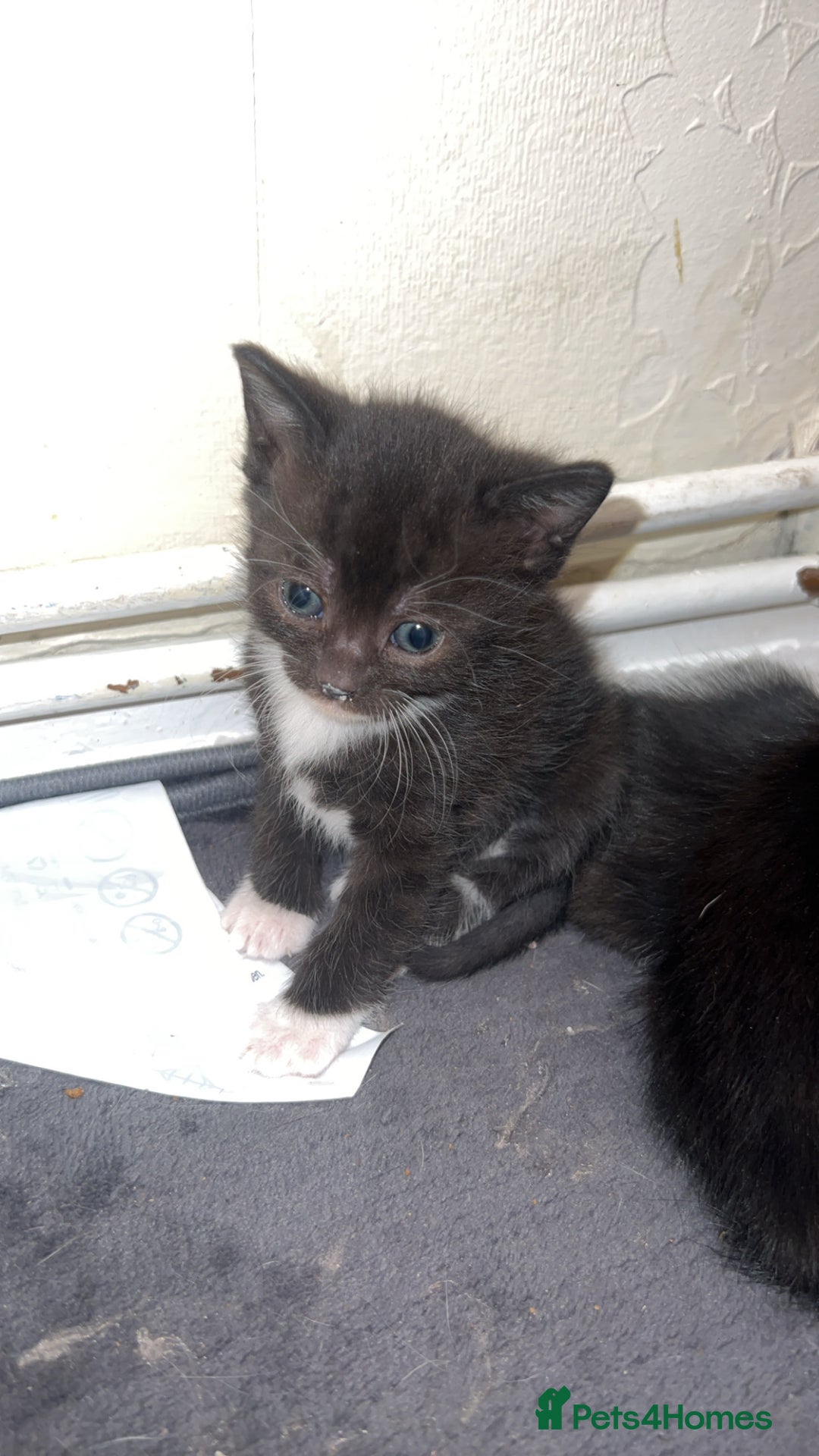 Mixed Breed cats for sale: 6 beautiful kittens  - Advert 3