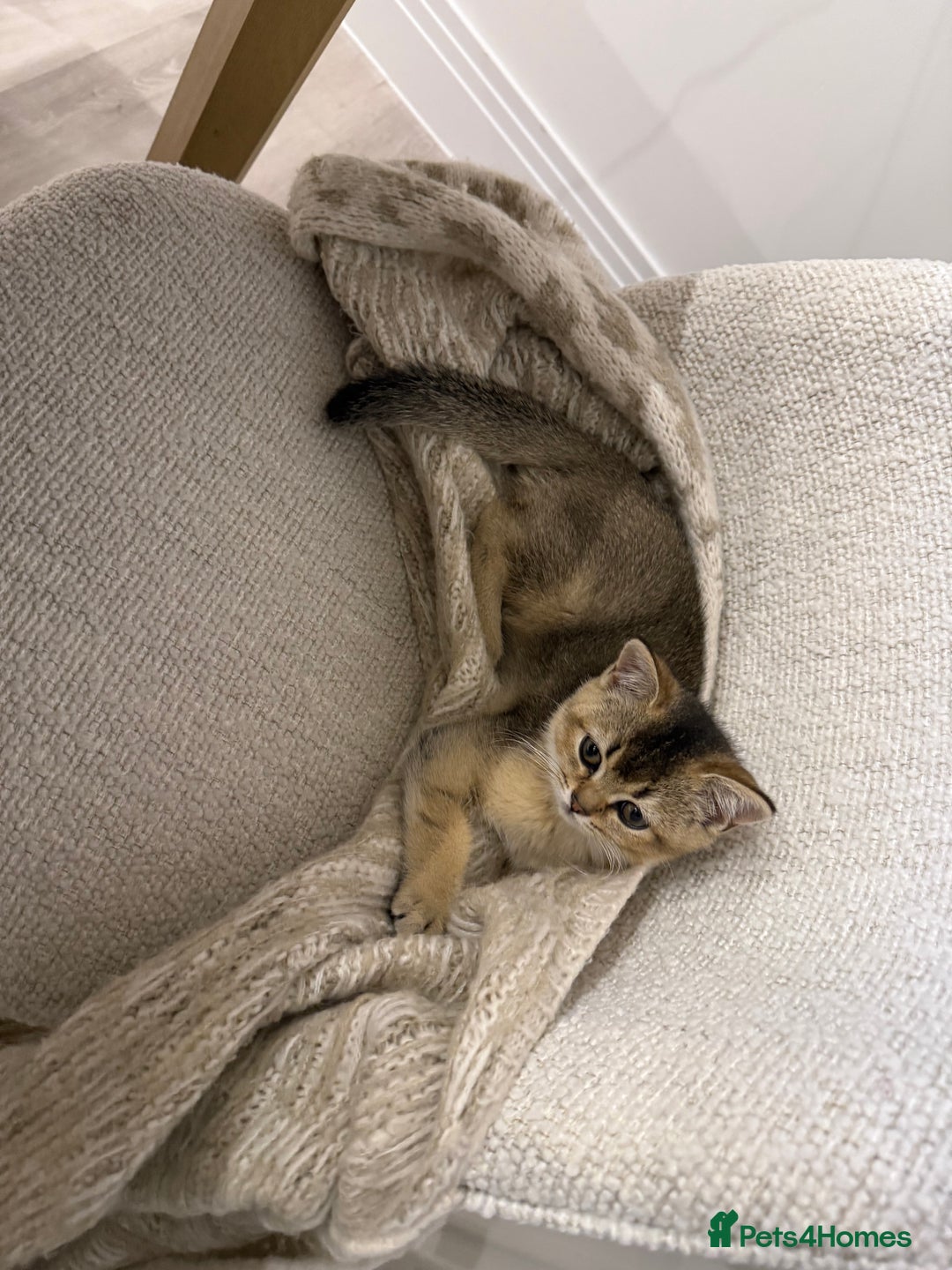 British Shorthair cats for sale: Golden British Shorthair Male - Image 2