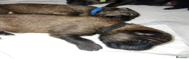 German Shepherd 1