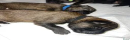 German Shepherd dogs for sale: Beautiful Working Line Pups in Preston - Advert 13