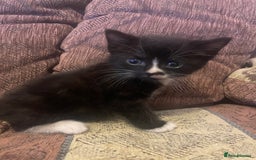 Mixed Breed cats for sale: Kittens for sale - Image 9