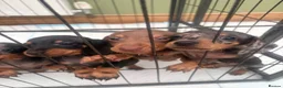 Miniature Dachshund dogs for sale: Miniature dachshund  in Driffield - Advert 3